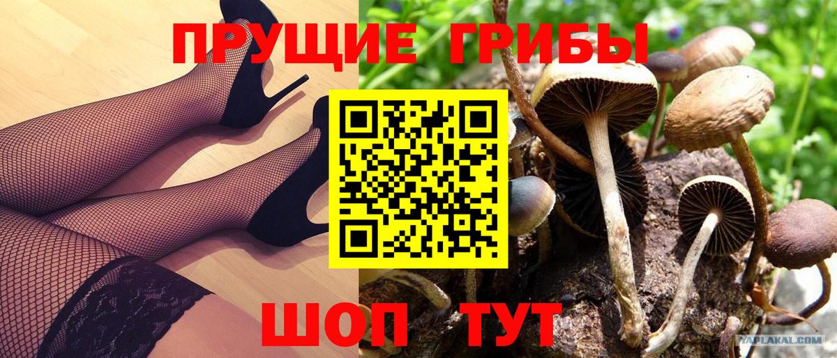 Псилоцибиновые грибы Psilocybine cubensis  Вход с VPN  Барнаул 